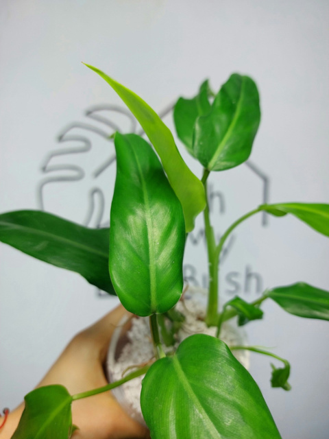 Philodendron Domesticum | 25-30cm