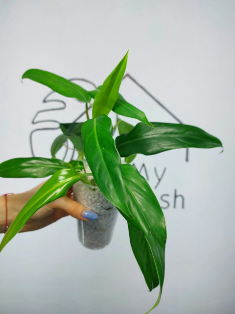 Philodendron Domesticum | 25-30cm