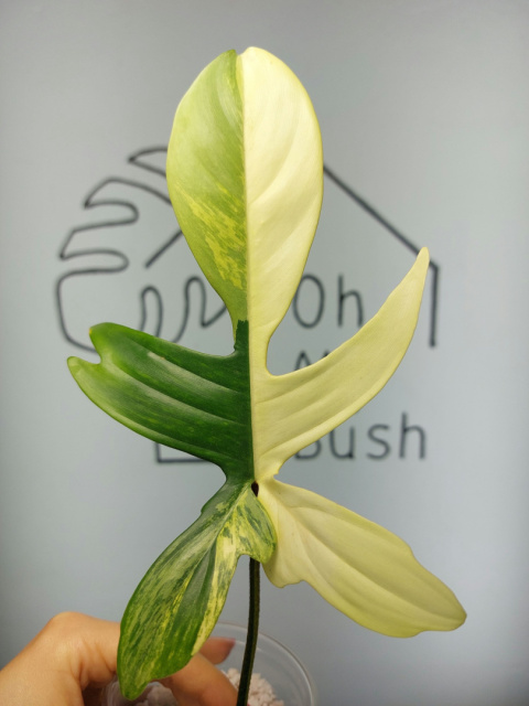 Philodendron Florida Beauty | Pędówka wstepnie ukorzeniona 1