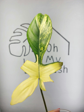 Philodendron Florida Beauty | Pędówka wstepnie ukorzeniona 2