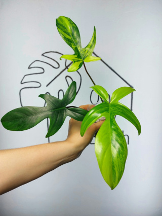 Philodendron Florida Beauty | Sadzonka 19 | 30cm