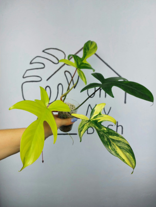 Philodendron Florida Beauty | Sadzonka 19 | 30cm