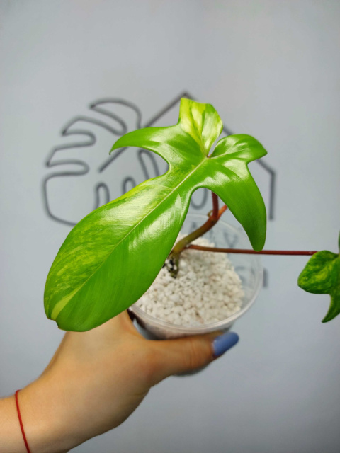 Philodendron Florida Beauty | Sadzonka 20 | 25cm