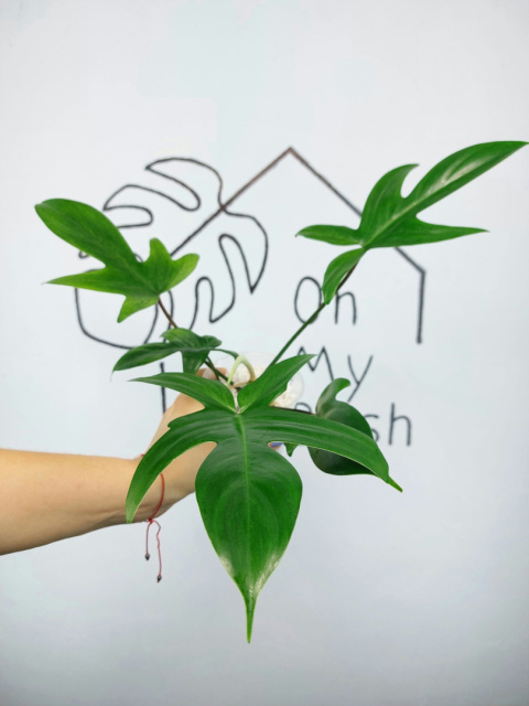 Philodendron Florida Ghost | 20-30cm