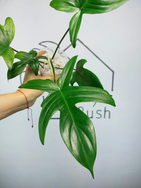 Philodendron Florida Ghost | 20-30cm