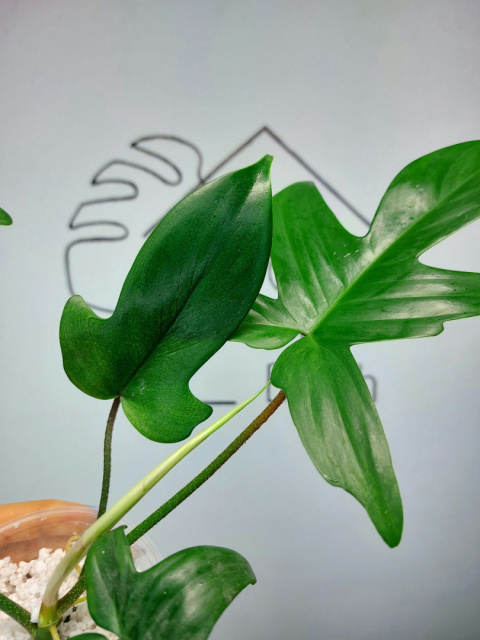 Philodendron Florida Ghost | 20-30cm