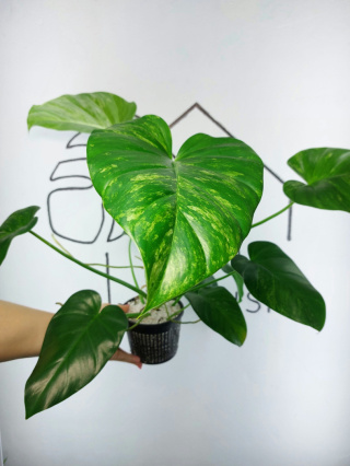 Philodendron Giganteum Variegata | Sadzonka 7 | 30cm