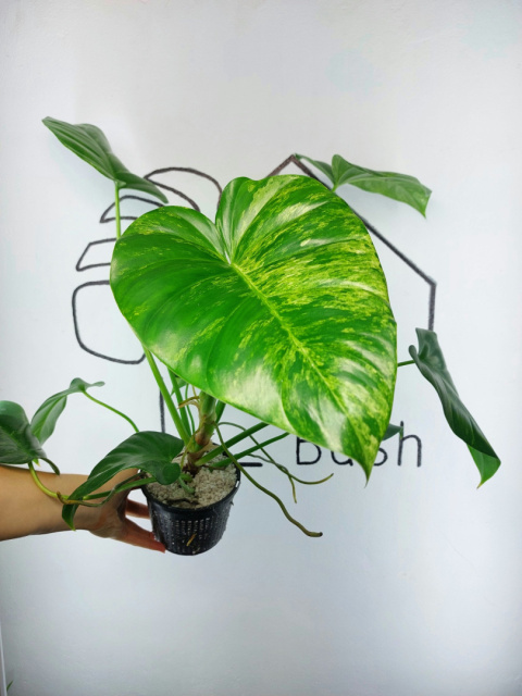 Philodendron Giganteum Variegata | Sadzonka 7 | 30cm