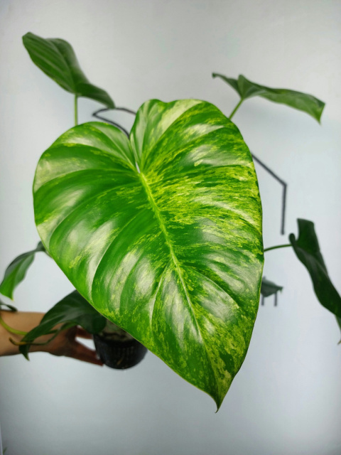 Philodendron Giganteum Variegata | Sadzonka 7 | 30cm