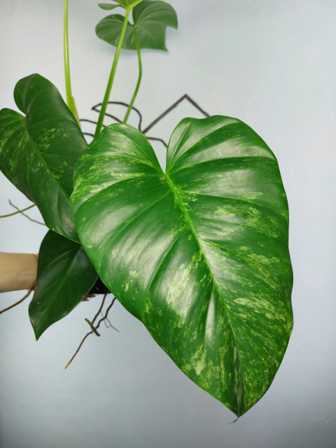 Philodendron Giganteum Variegata | Sadzonka 7 | 30cm