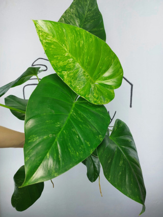 Philodendron Giganteum Variegata | Sadzonka 7 | 30cm