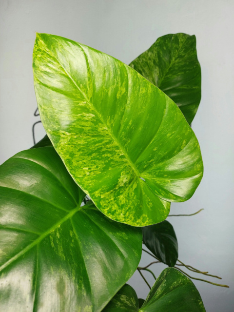 Philodendron Giganteum Variegata | Sadzonka 7 | 30cm