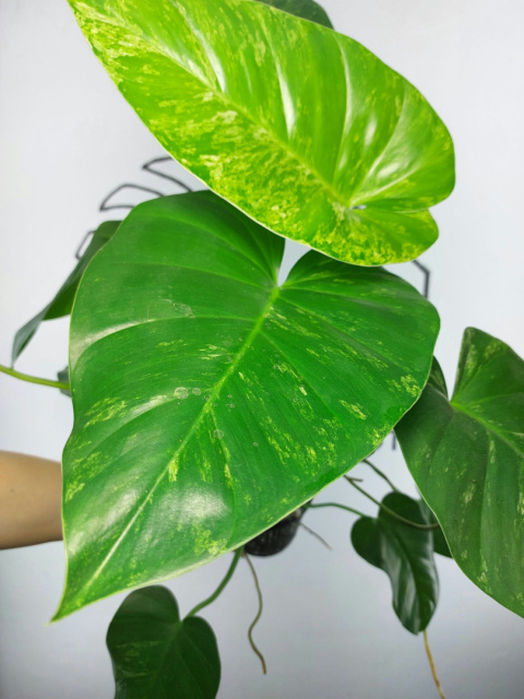 Philodendron Giganteum Variegata | Sadzonka 7 | 30cm