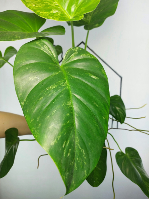 Philodendron Giganteum Variegata | Sadzonka 7 | 30cm