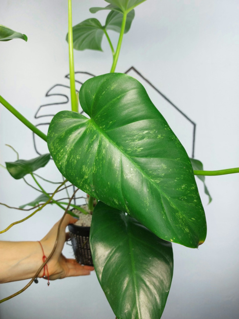 Philodendron Giganteum Variegata | Sadzonka 7 | 30cm