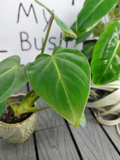 Philodendron Gloriosum | 10-15cm