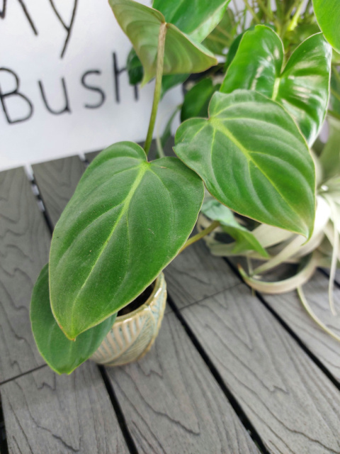 Philodendron Gloriosum | 10-15cm