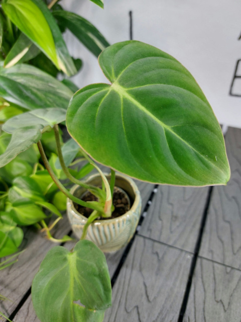 Philodendron Gloriosum | 10-15cm