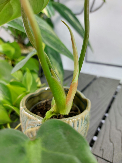 Philodendron Gloriosum | 10-15cm