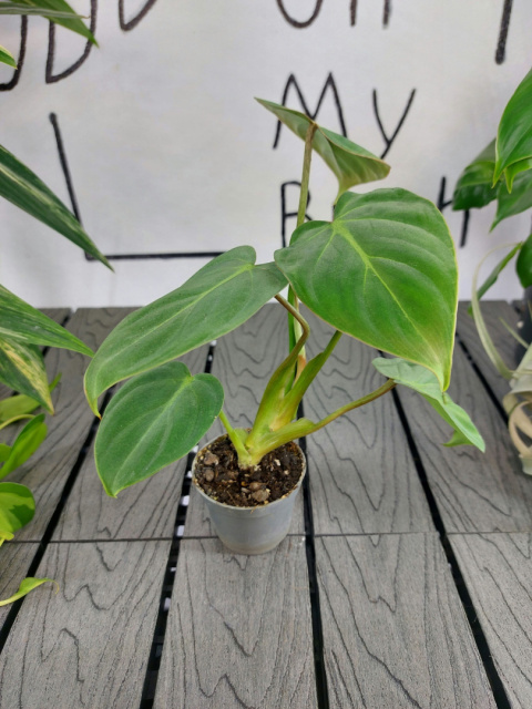 Philodendron Gloriosum | 10-15cm