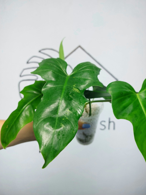 Philodendron Green Dragon | 30-35cm