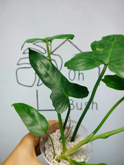 Philodendron Green Dragon | 30-35cm