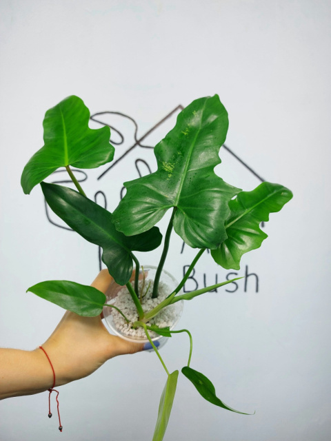 Philodendron Green Dragon | 30-35cm