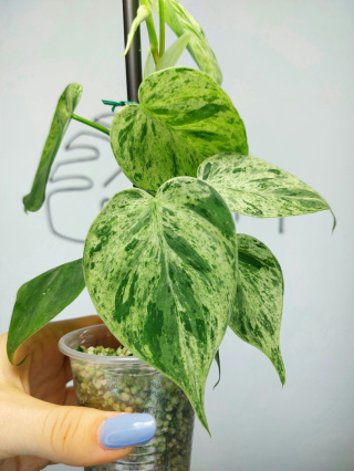 Philodendron Hederaceum var. Oxycardium Variegata | 25-30cm