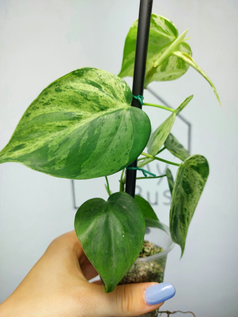 Philodendron Hederaceum var. Oxycardium Variegata | 25-30cm