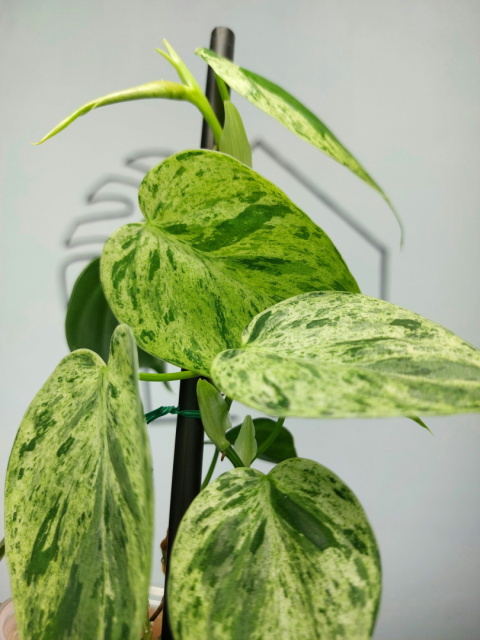 Philodendron Hederaceum var. Oxycardium Variegata | 25-30cm