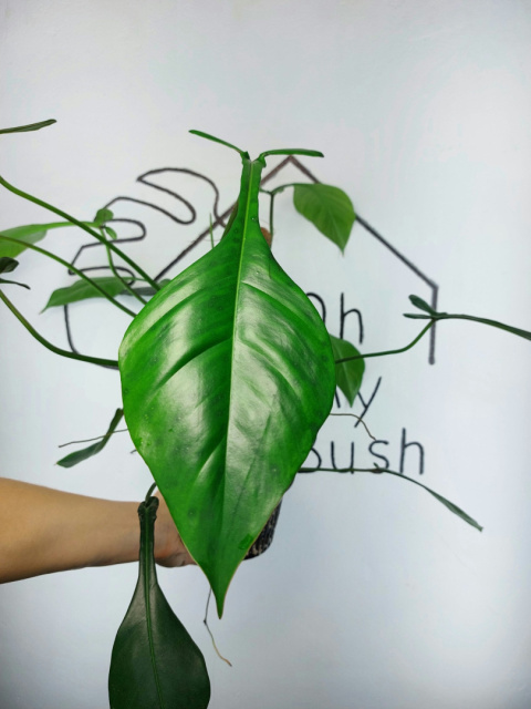 Philodendron Joepii | 50-55cm