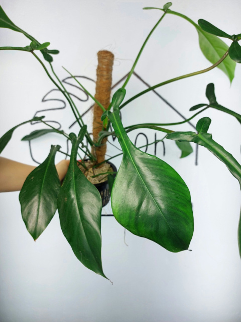 Philodendron Joepii | 50-55cm