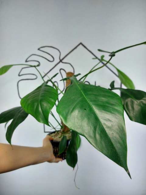 Philodendron Joepii | 50-55cm