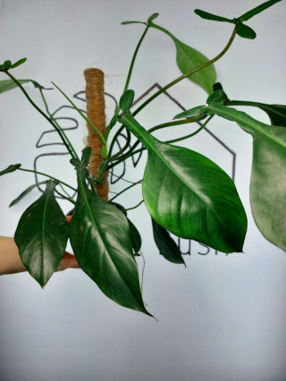 Philodendron Joepii | 50-55cm