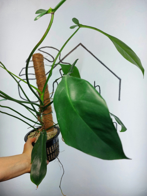 Philodendron Joepii | 50-55cm