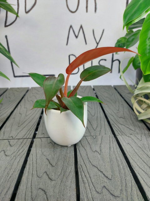 Philodendron Red Sun | 10cm