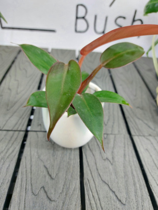 Philodendron Red Sun | 10cm