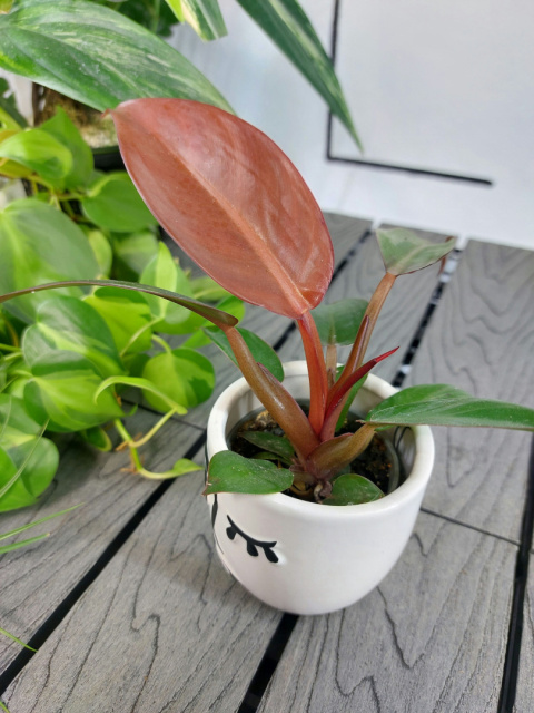 Philodendron Red Sun | 10cm