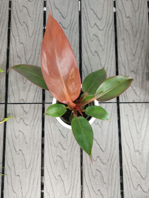 Philodendron Red Sun | 10cm