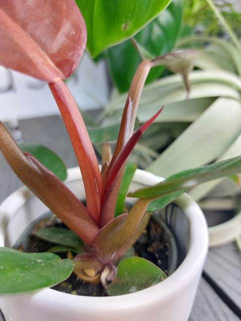 Philodendron Red Sun | 10cm