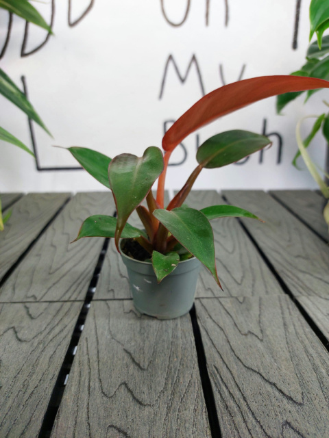 Philodendron Red Sun | 10cm