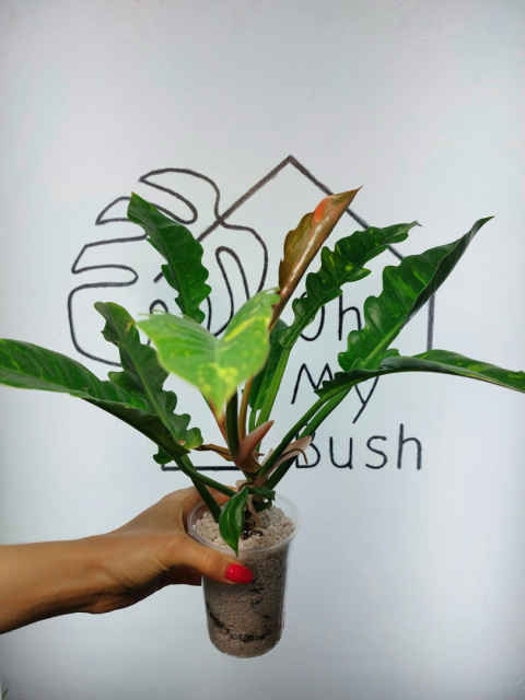 Philodendron Ring of Fire | 30-35cm