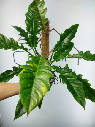 Philodendron Ring of Fire | 40-45cm