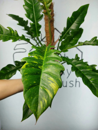 Philodendron Ring of Fire | 40-45cm