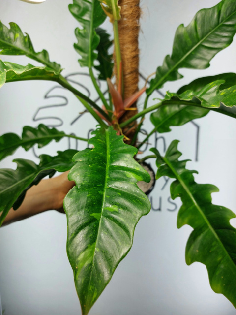 Philodendron Ring of Fire | 40-45cm