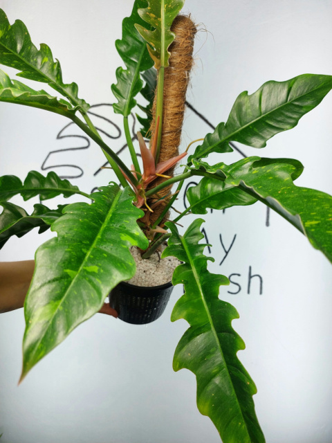 Philodendron Ring of Fire | 40-45cm