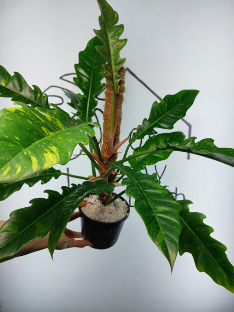 Philodendron Ring of Fire | 40-45cm