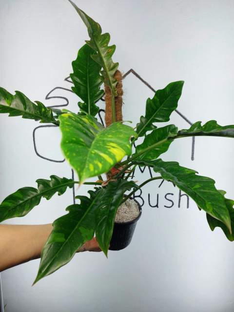 Philodendron Ring of Fire | 40-45cm