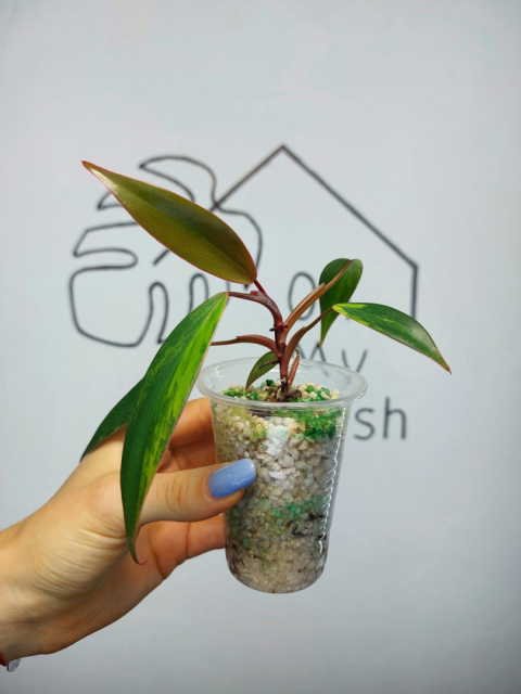 Philodendron Strawberry Shake | 15-20cm