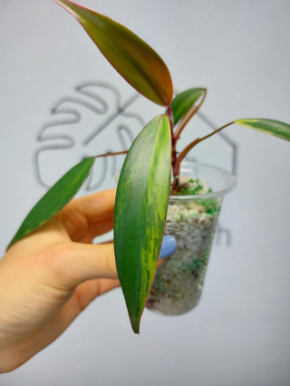 Philodendron Strawberry Shake | 15-20cm